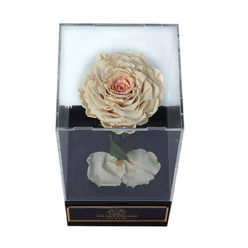 Infinity Peach Rose Single